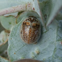 Eucalyptus leaf beetle