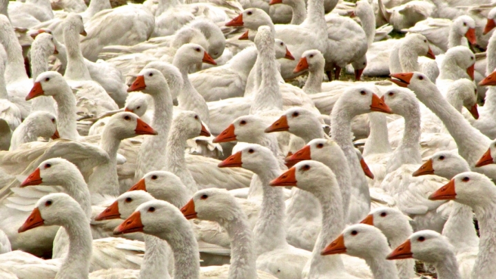 Foto di gruppo di mauro56