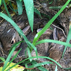 Eastern Cottontail