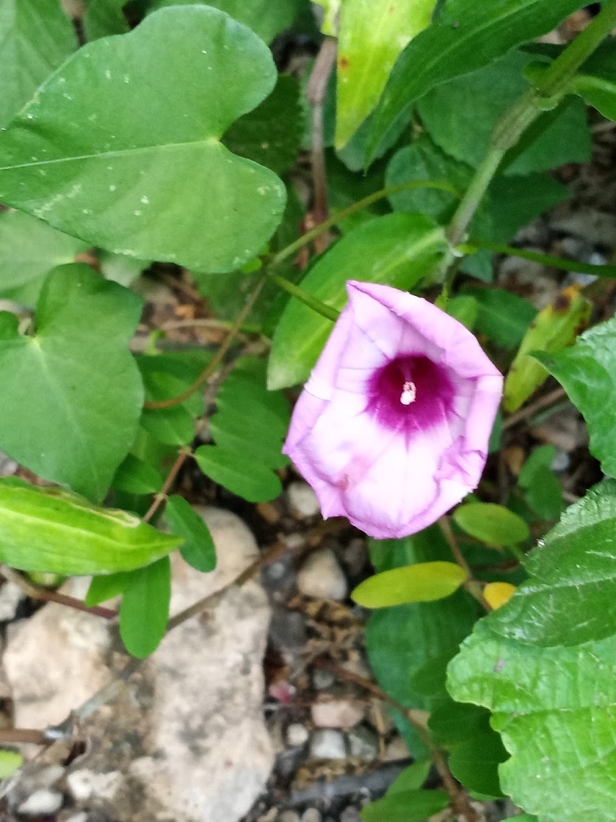 Cairo Morning Glory