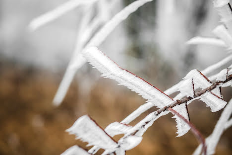 Fotógrafo de bodas Aleksandra Efimova (sashaefimova). Foto del 1 de marzo 2018