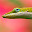 Lizard Wallpapers HD Theme