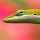 Lizard Wallpapers HD Theme