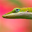 Lizard Wallpapers HD Theme