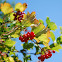 Highbush Cranberry