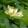 American Lotus