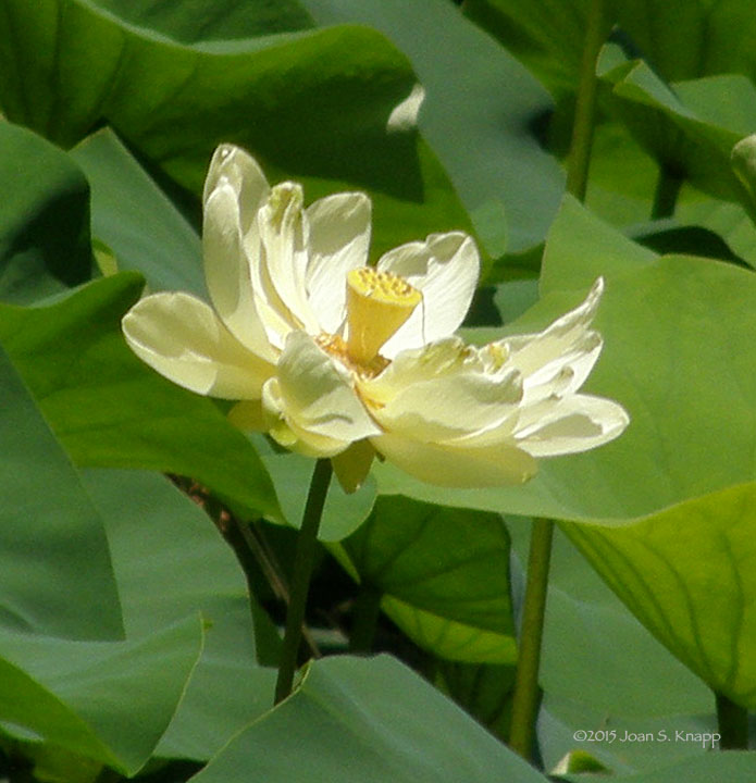 American Lotus