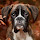 Boxer Dog HD Wallpapers Pet Series Hot