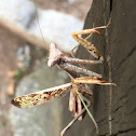 Carolina Mantis