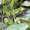 Water Moccasin