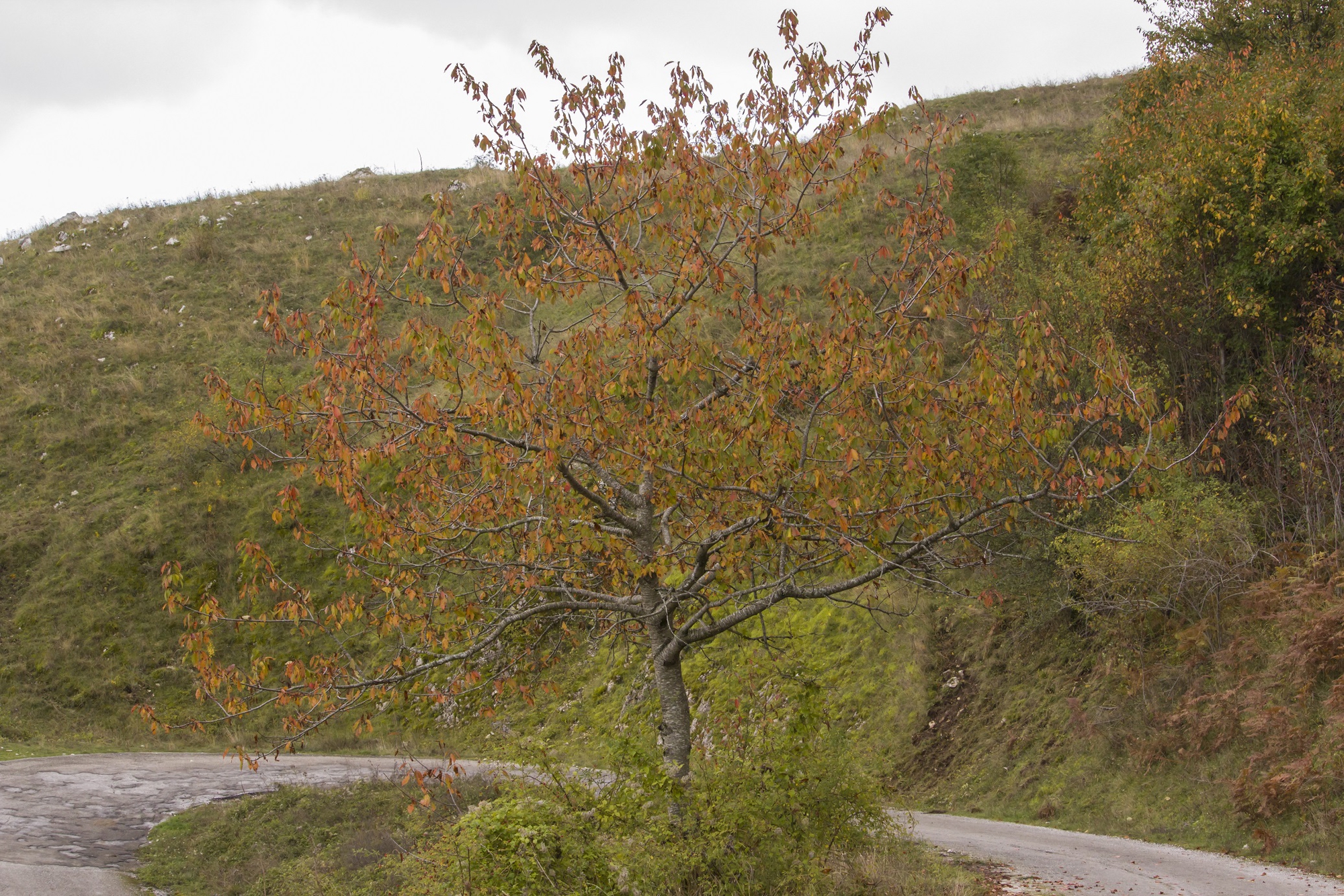 Colori d'autunno di Stecchia