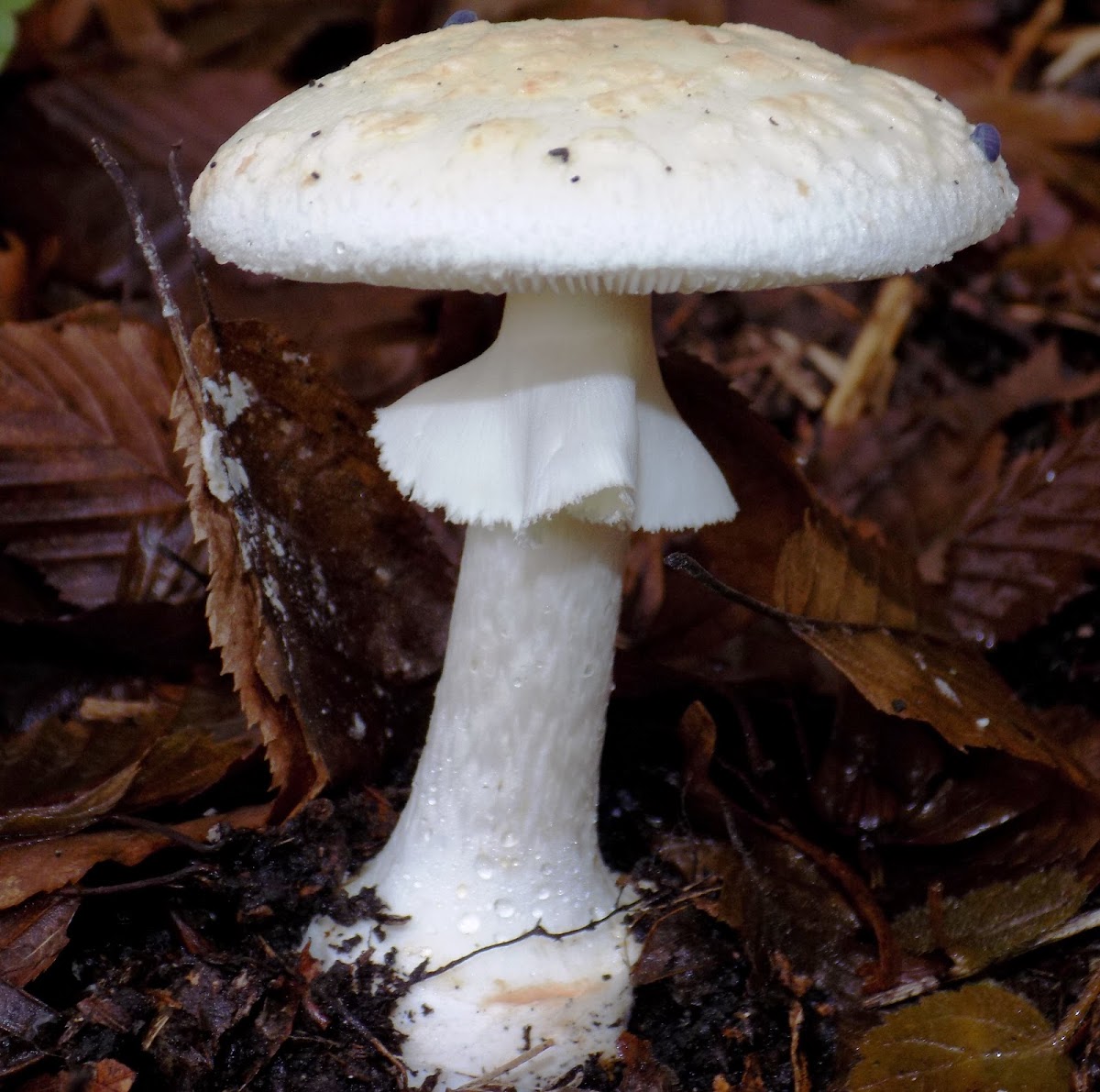 Amanita