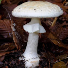 Amanita