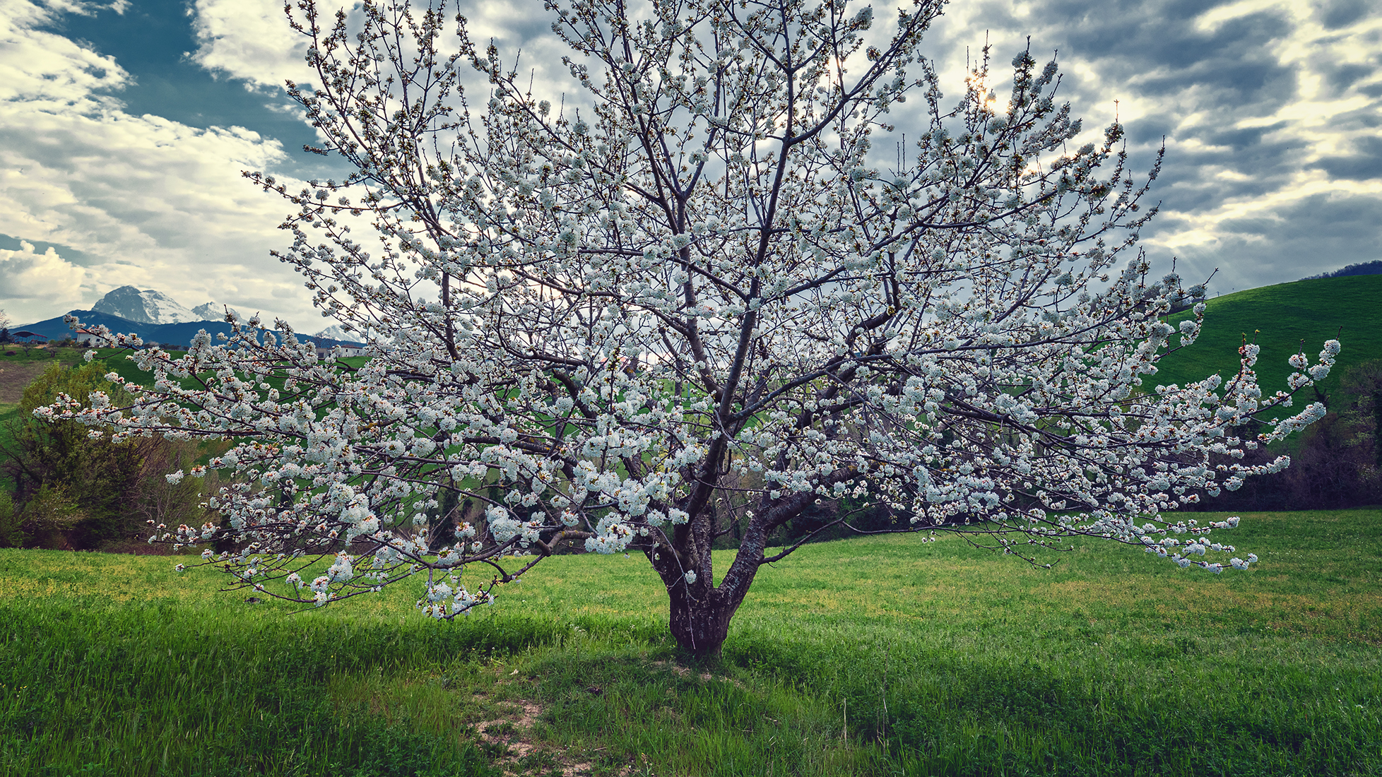 Ciliegio in fiore di renzodid