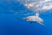 Swimmers in the Cape St Francis, Tsitsikamma and Port Elizabeth areas have been warned after a shark was spotted among surfers.