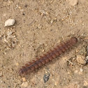 Flat-backed Millipede