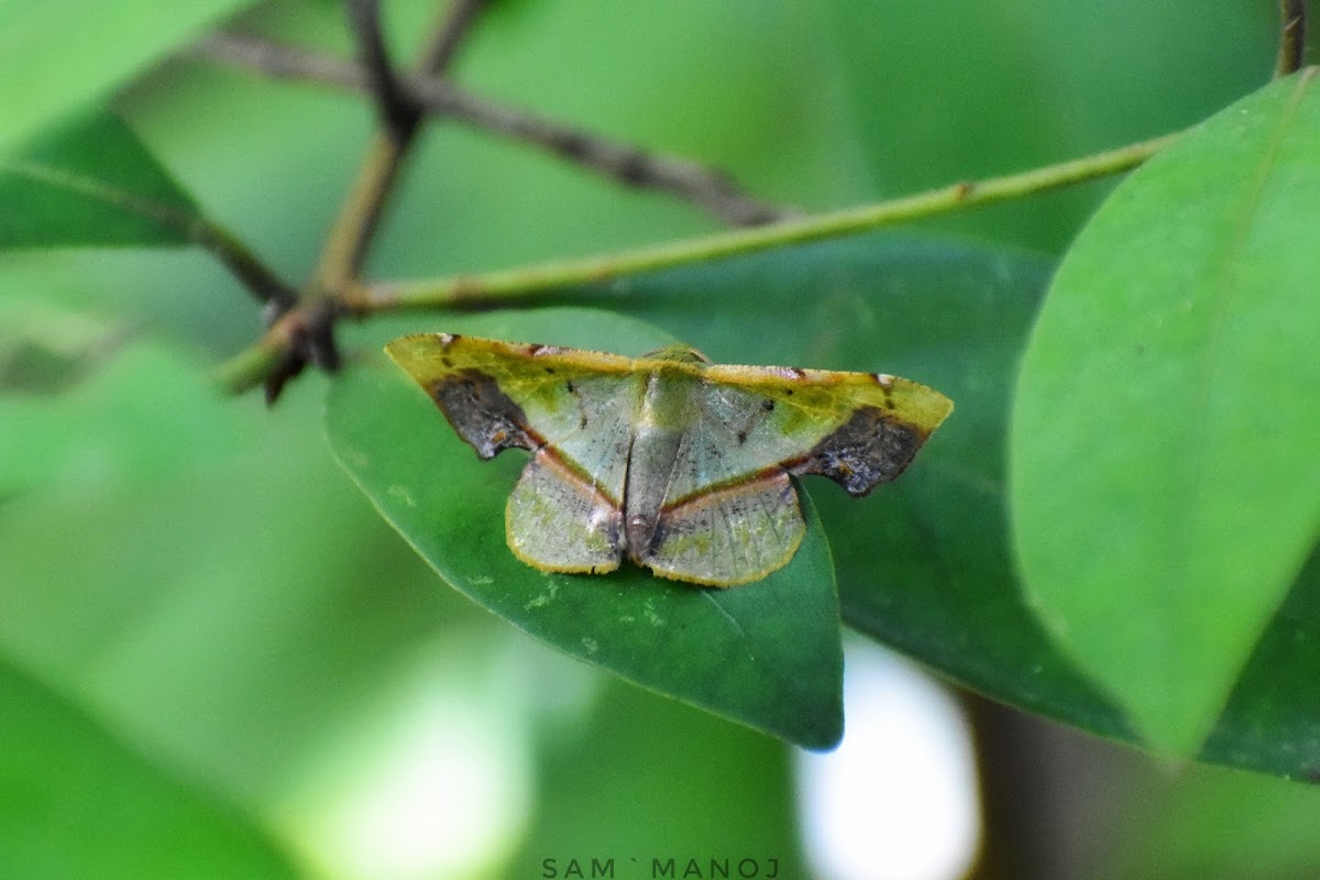 Geometer Moth