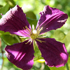 Jackman clematis cultivar