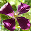 Jackman clematis cultivar