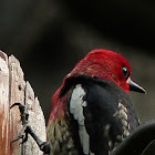 Red breasted sapsucker