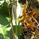 Hickory Tussock Caterpillar