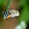 Blue-banded bee