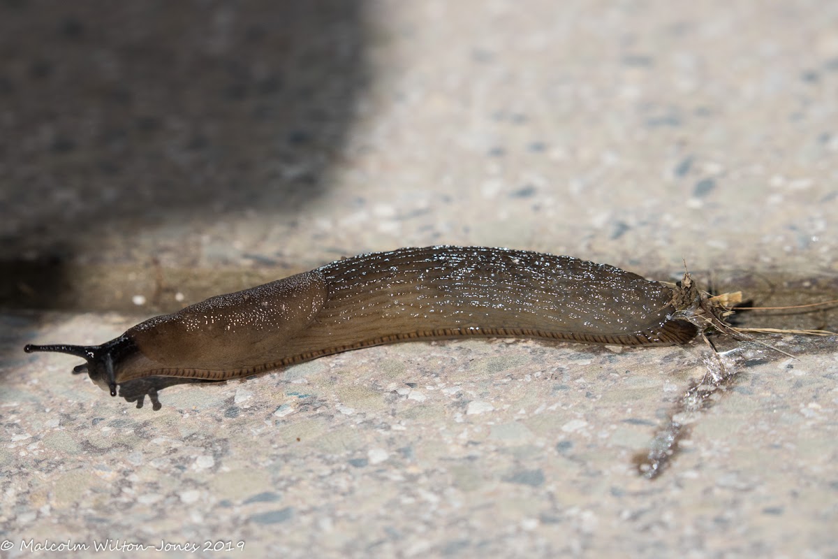 Common Garden Slug