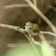 Common Tailorbird 長尾縫葉鶯