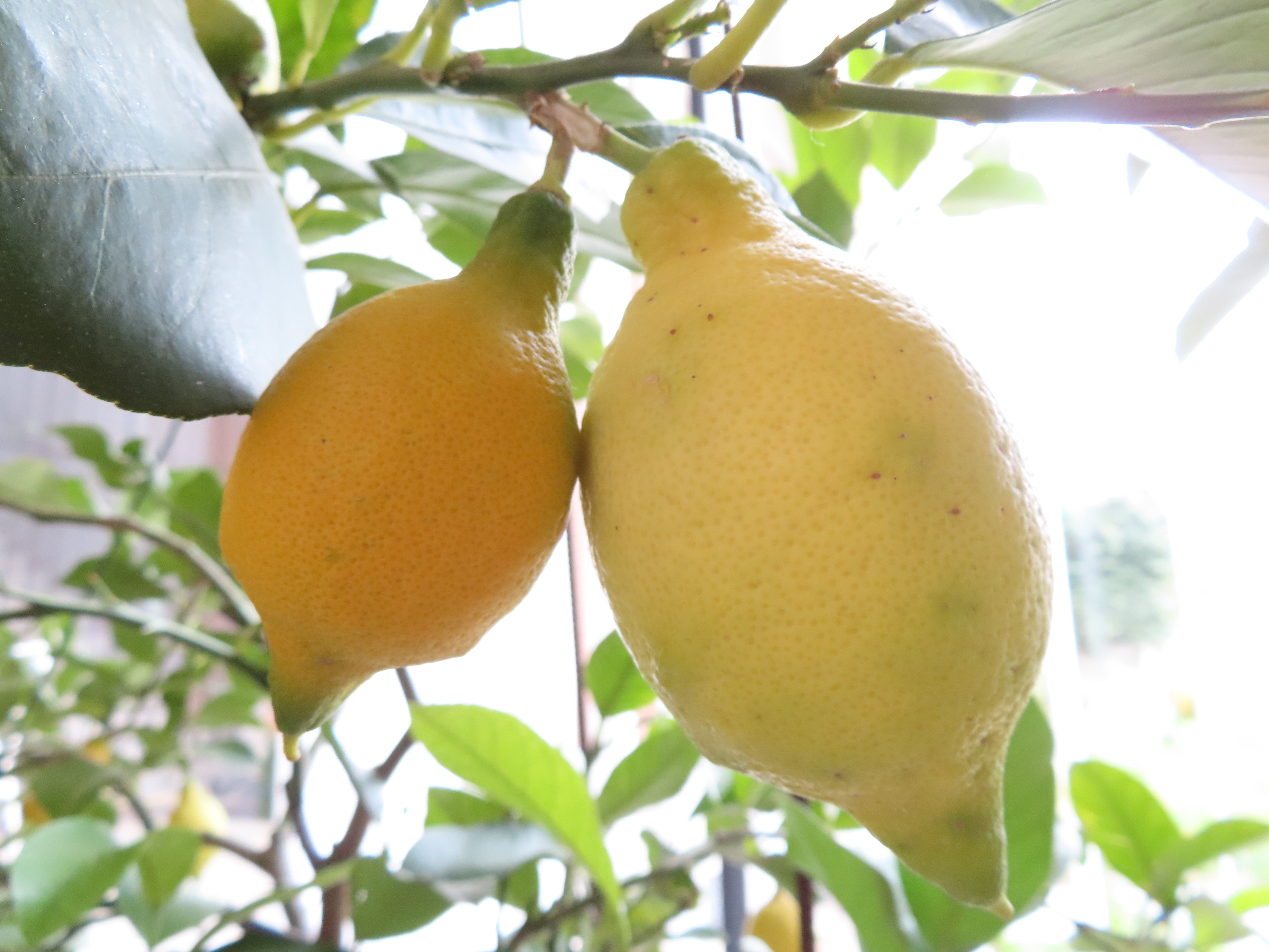 Limoni di Cesare Cattaneo