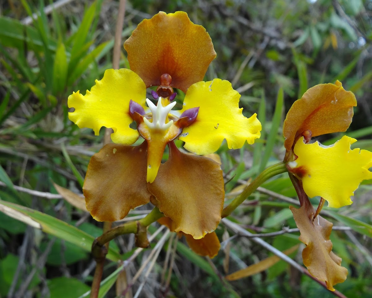 Large Flowered Cyrtochilum