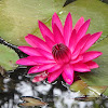 Pink Water Lily