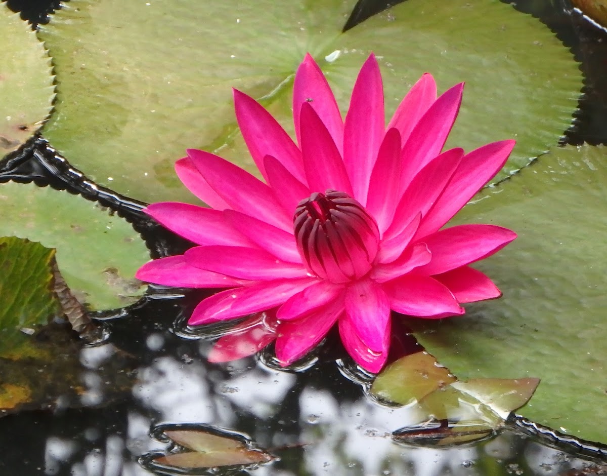 Pink Water Lily