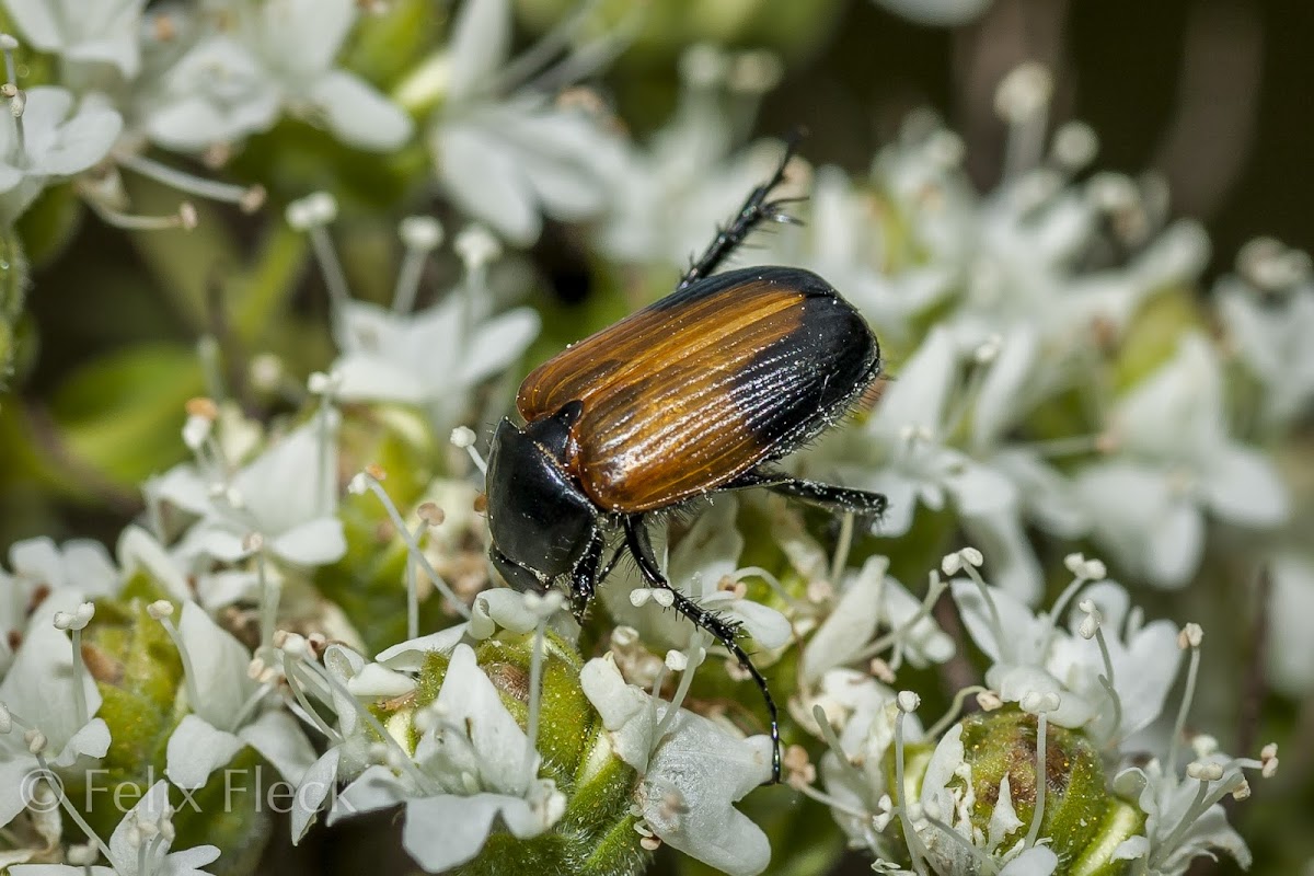 Nectar Beetle