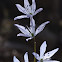 Lebanon squill