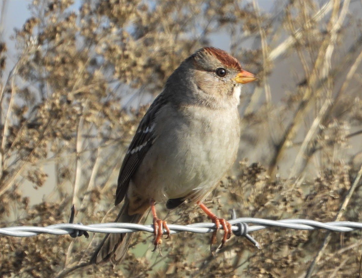 White-crowned sparrow (juvenile)