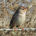 White-crowned sparrow (juvenile)
