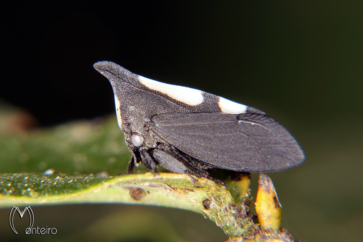 White dotted treehopper