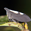 White dotted treehopper