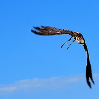 Libero di volare di 