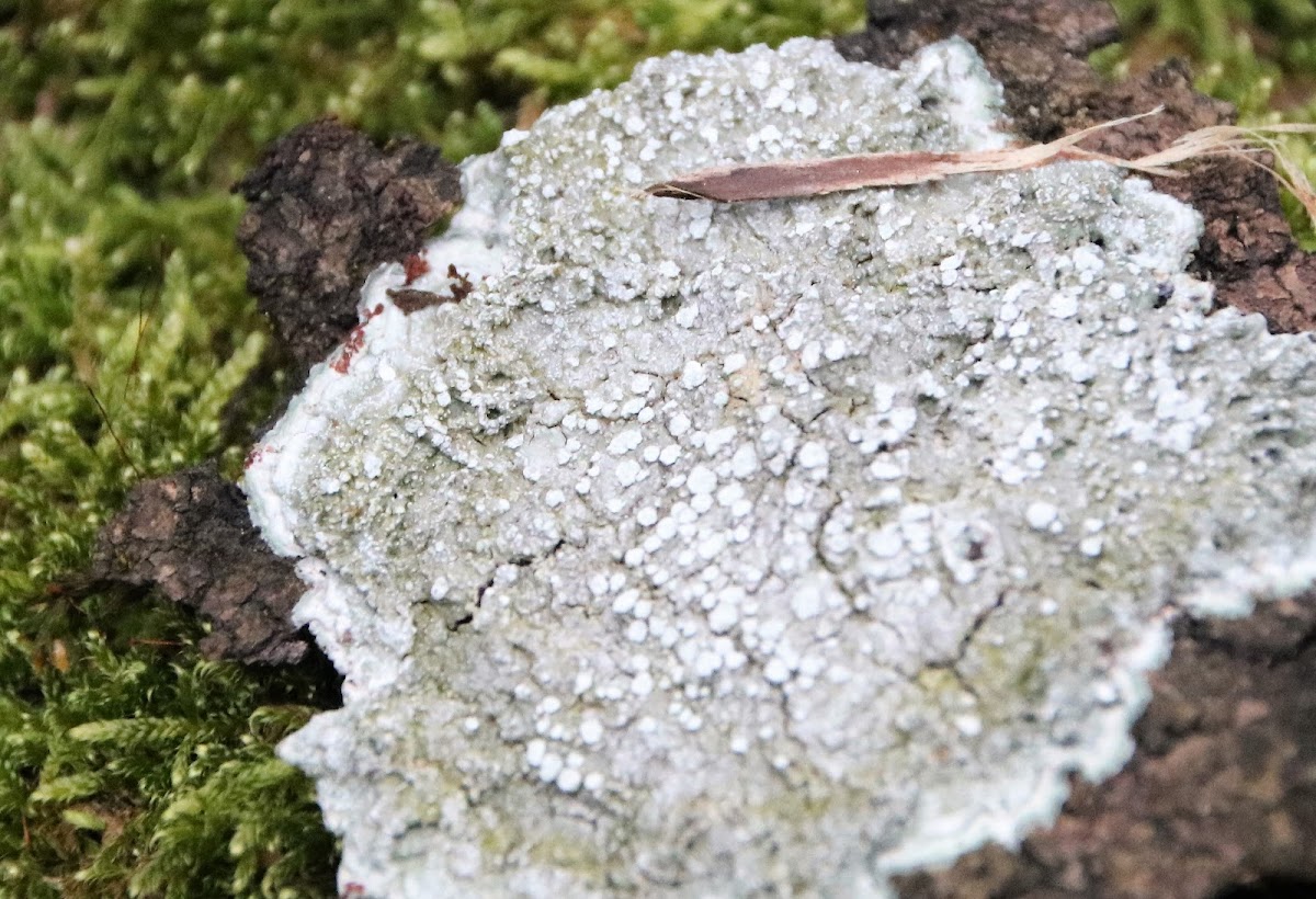 Wart lichen