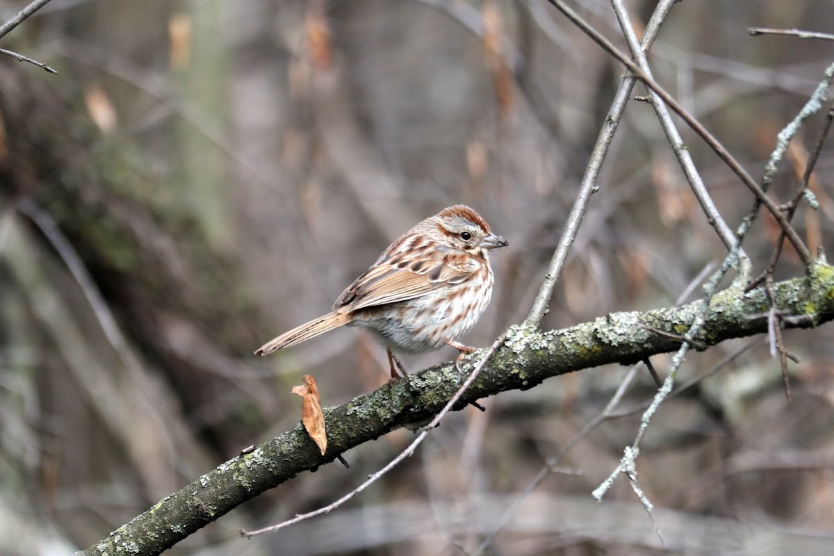 Song Sparrow