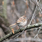 Song Sparrow