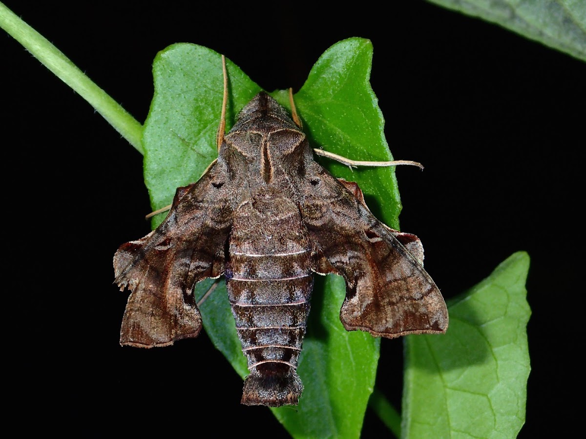 Hawk Moth