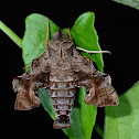 Hawk Moth