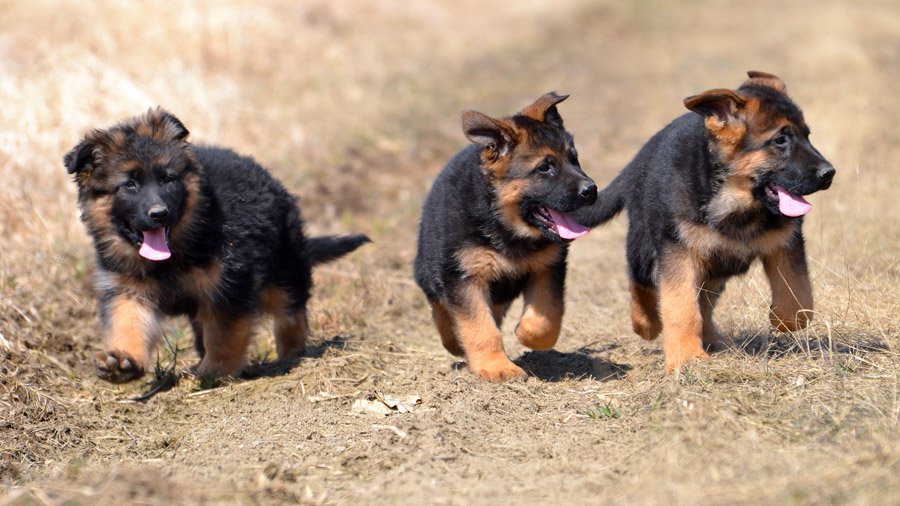 1480454420_german-shepherd-dog-photo-2.jpg