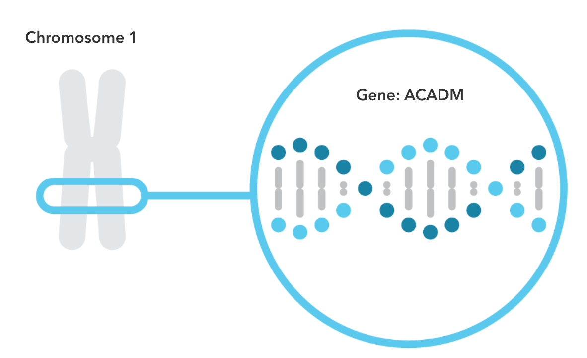 The ACADM gene is shown located on chromosome 1. 