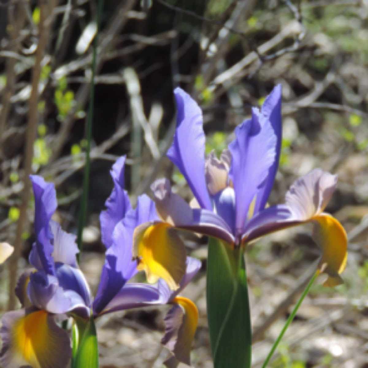 Dutch Iris