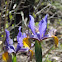 Dutch Iris