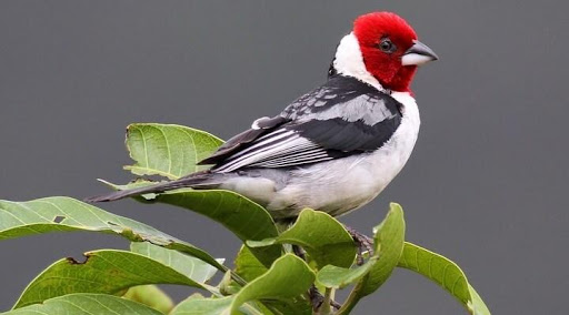 Canto de Fêmea Para Esquentar Galo de Campina