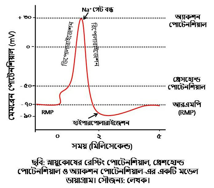 D:\Rashid\মলিক্যুলার বায়োলজি অভিধান\Action potential-Rasshid.jpg